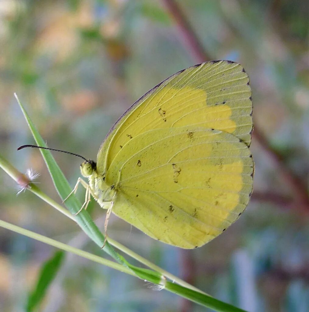 Желтые бабочки название фото Free photo: Yellow butterfly Beautiful, Bug, Butterfly Free Download Jooin