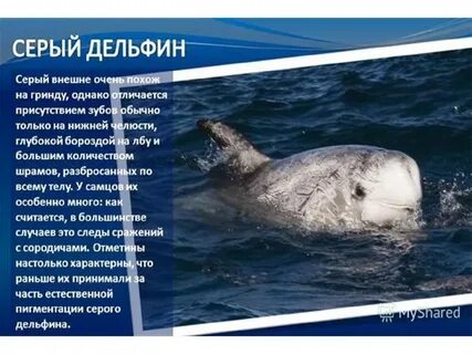 Почему дельфины в красной книге