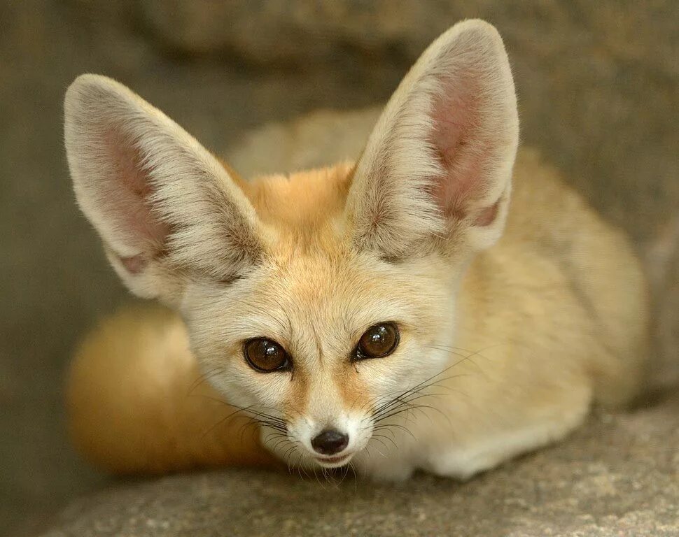 Фенек. Fennec Fox. Фенек лиса Корсак. Зверек похож на Лисенка.