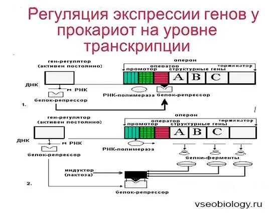 Контроль экспрессии. Промотор регуляция экспрессии генов у эукариот. последовательность экспрессии генов эукариот. схема регуляции транскрипции у эукариот. этапы экспрессии генов у прокариот.