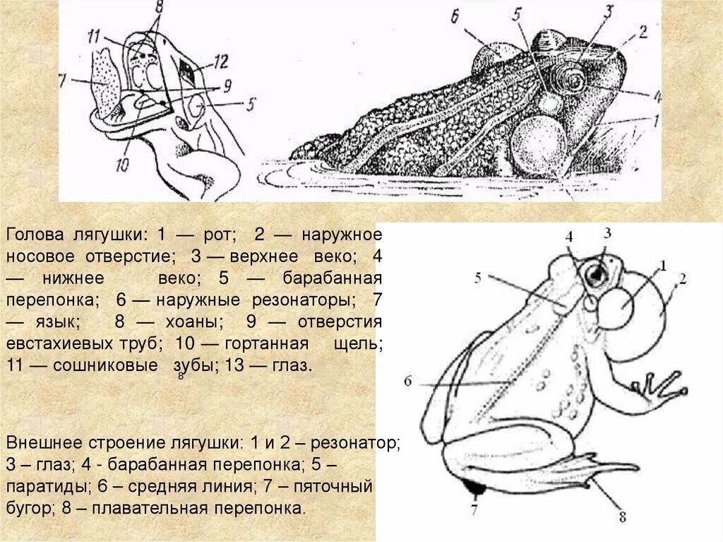 Строение головы Жабы. Хоаны у лягушки. Голова лягушки. Голова лягушки сбоку.