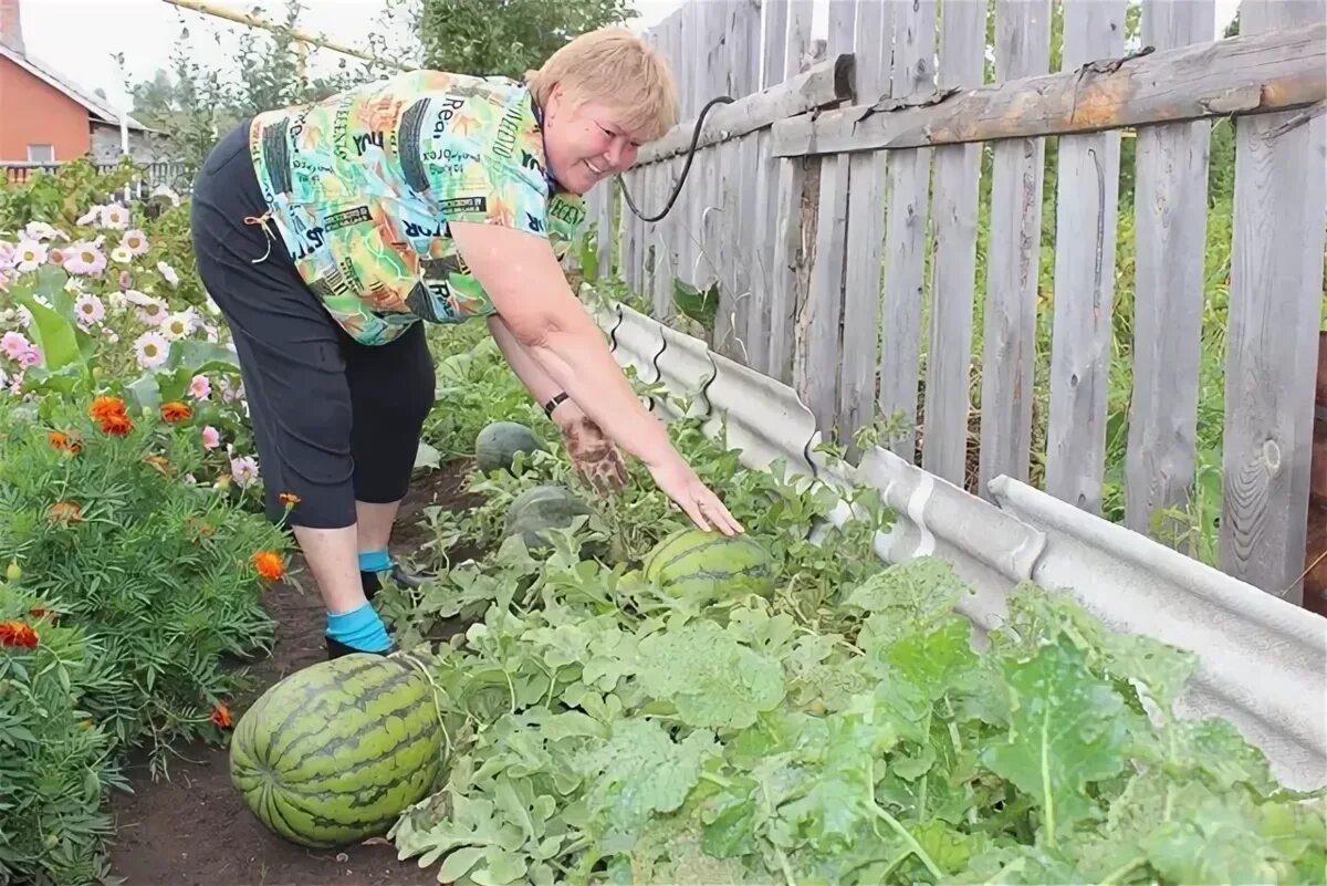 Посадка арбузов в домашних условиях. Арбуз в огороде. Арбуз на даче. Арбуз на грядке. Грядки для дыни и арбуза.