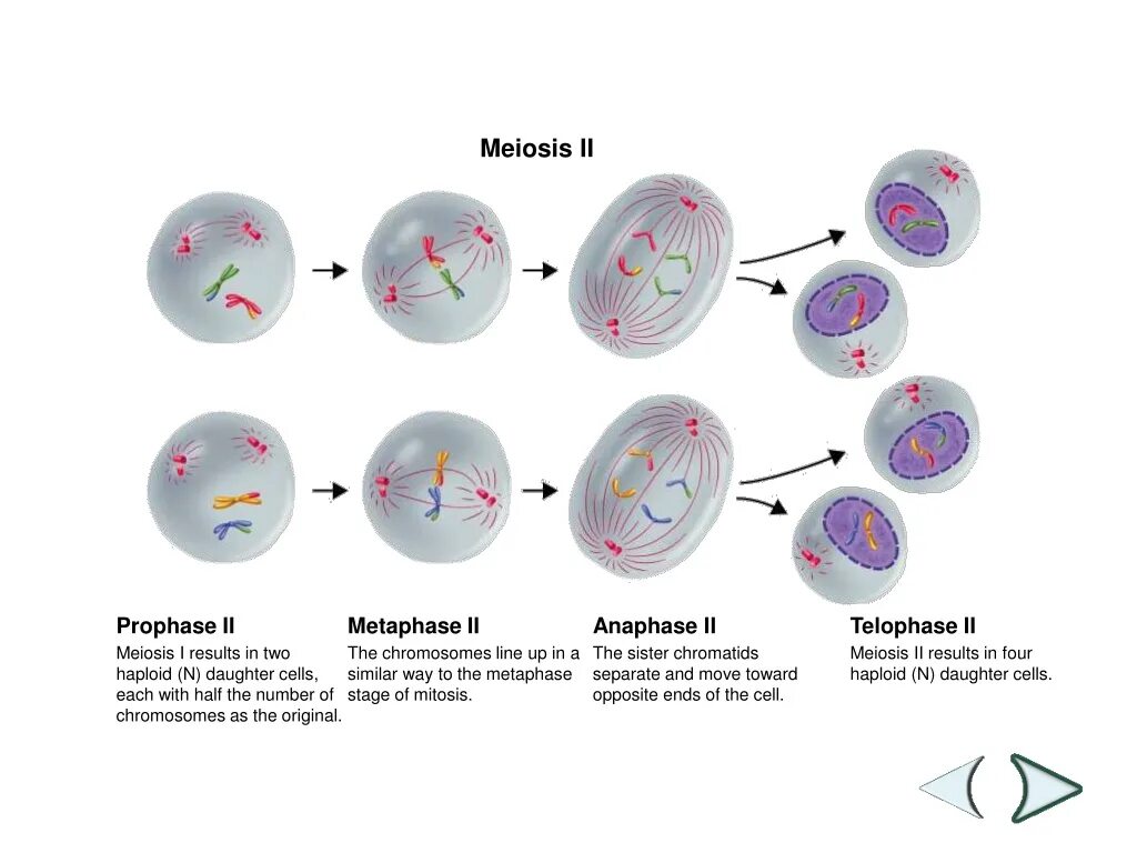 Phases of Meiosis. Митоз гаплоидной клетки схема. Митоз 10 класс. Meiosis 1 spermatogenesis. Процесс мейоза лежит в основе