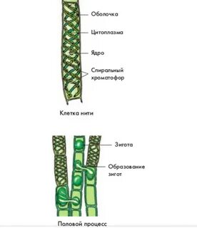 Строение многоклеточной зеленой водоросли спирогиры