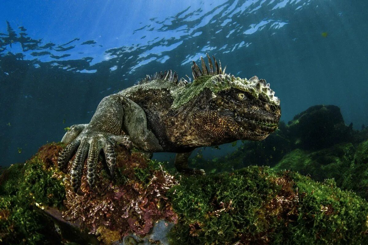 Галапагосские острова игуаны. Морская игуана Годзилла. Морская игуана на Галапагосах. Галапагосские водные игуаны.