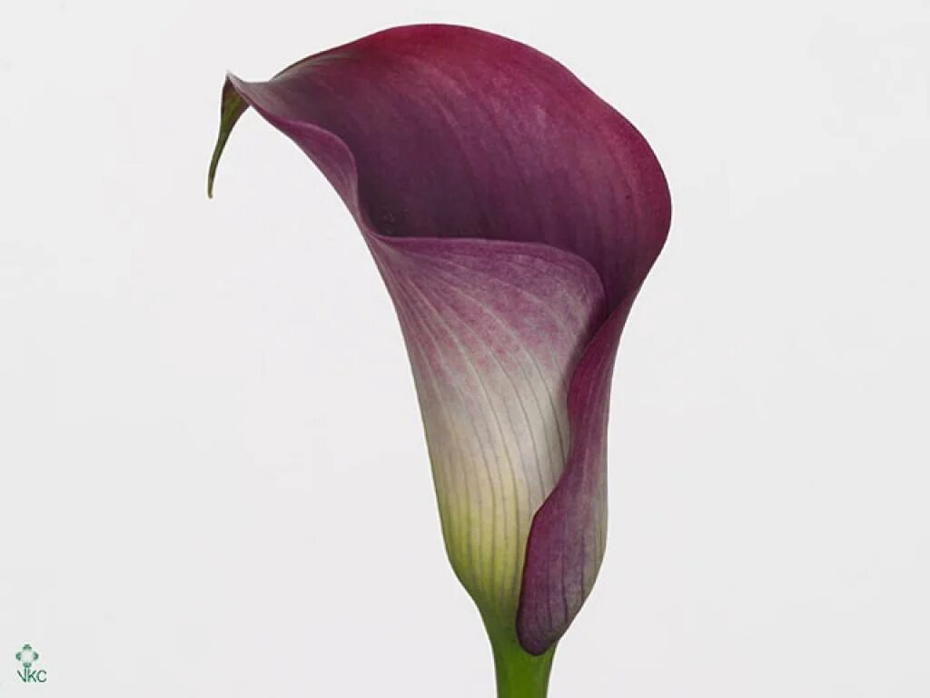 Arum lily цветок. Калла новосибирск. Калла аваланш. Калла gold cup. Калла arum lily.