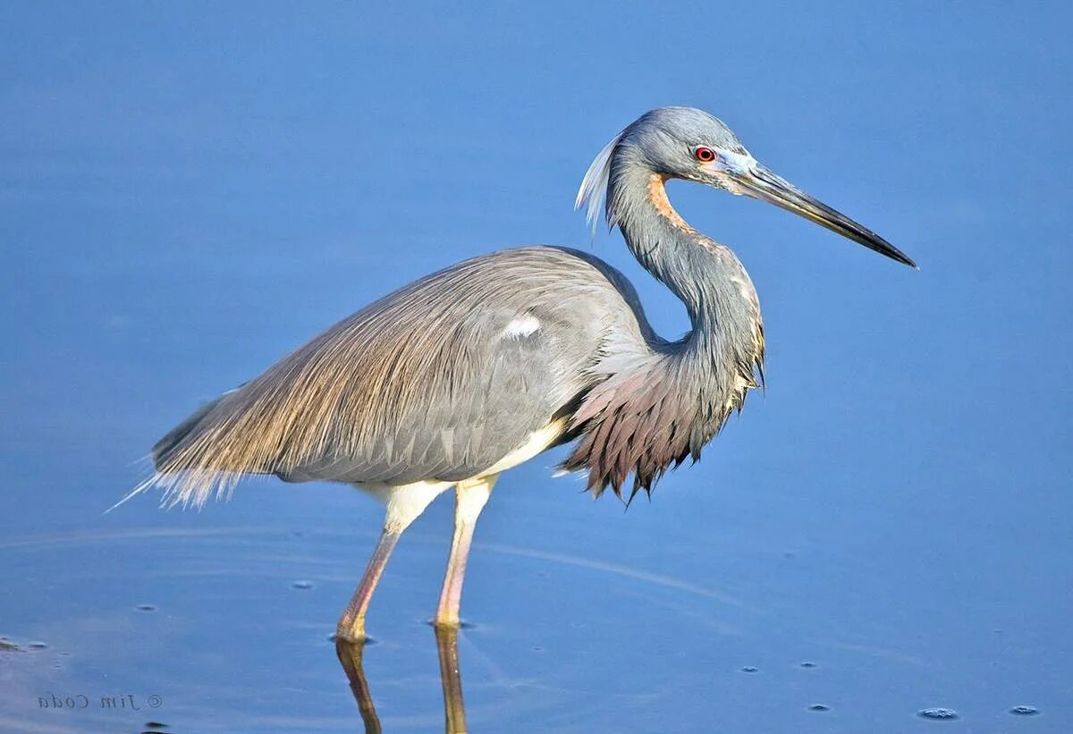 голенастые птицы. отряд голенастые отряд птиц. серая цапля перелетная птица. птица серая цапля. большая белая цапля (egretta alba).
