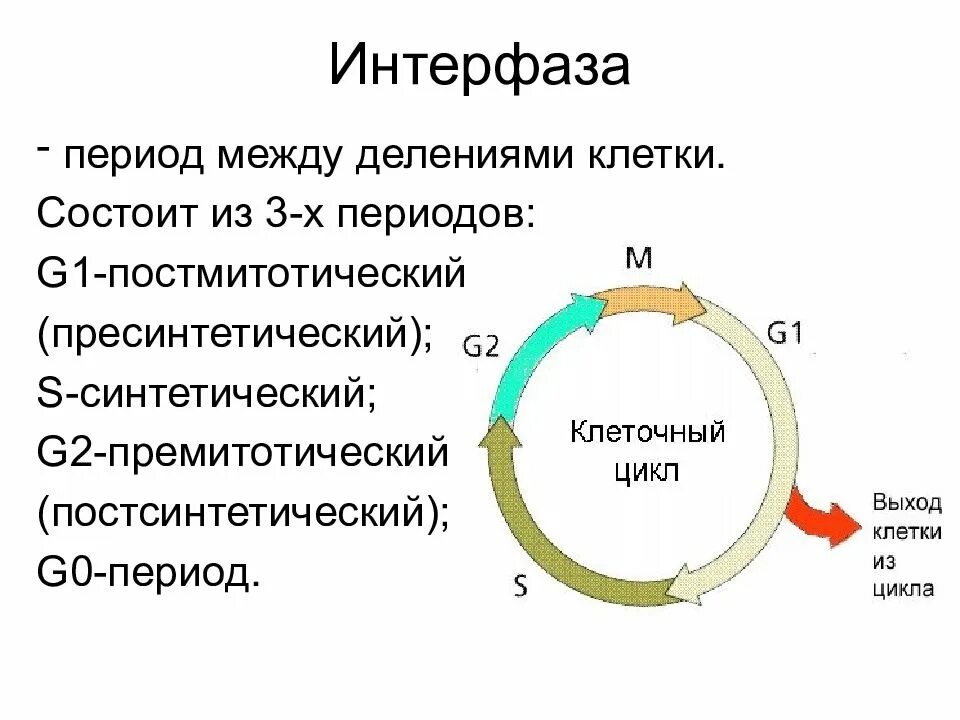 Пресинтетический период g1. G1 s g2 клеточный цикл. G0 период интерфазы. Клеточный цикл клетки интерфаза. Фаза подготовки клетки к делению