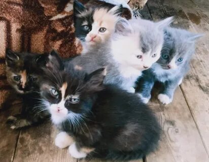 Котята в добрые в армавире