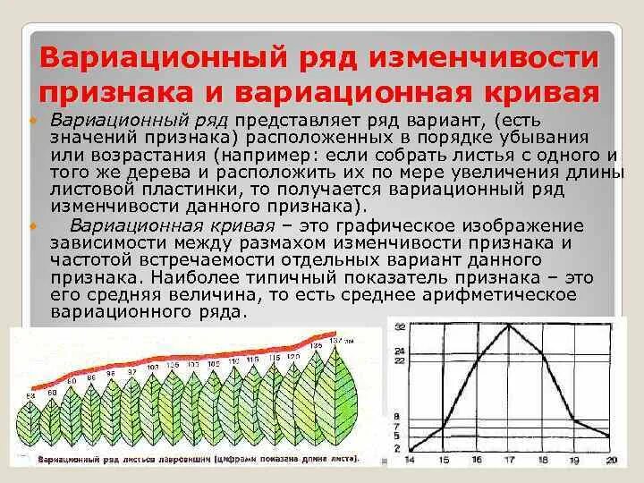 Частота варианта признака. Модификационная изменчивость это изменчивость. Модификационная изменчивость ввриационнфй РД. Вариационная кривая модификационной изменчивости. Вариационный ряд и вариационная кривая модификационной изменчивости.