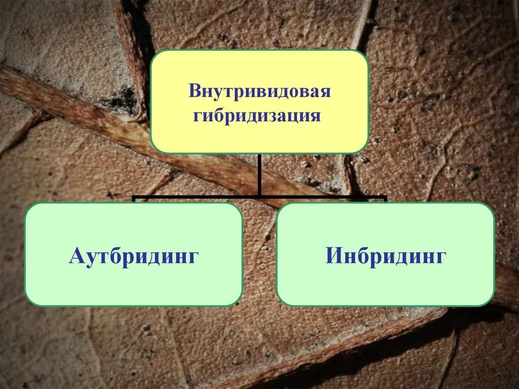 Внутривидовая гибридизация. Гибридизация аутбридинг. Внутривидовая гибридизация примеры. Внутривидовая селекция.