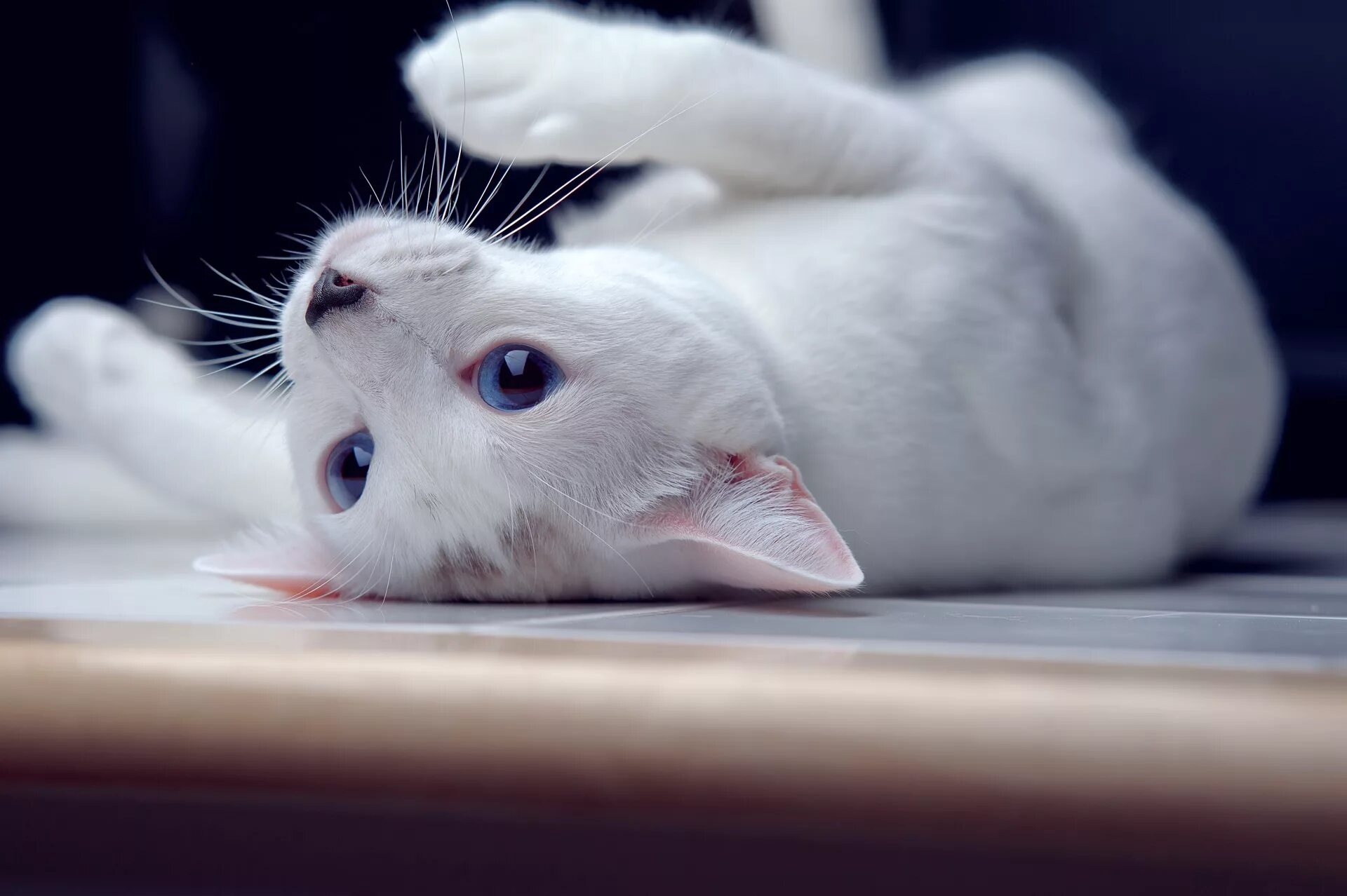 Белый котик. Кошка белая. Красивая белая кошка. Белая кошка с голубыми глазами. Белая киса
