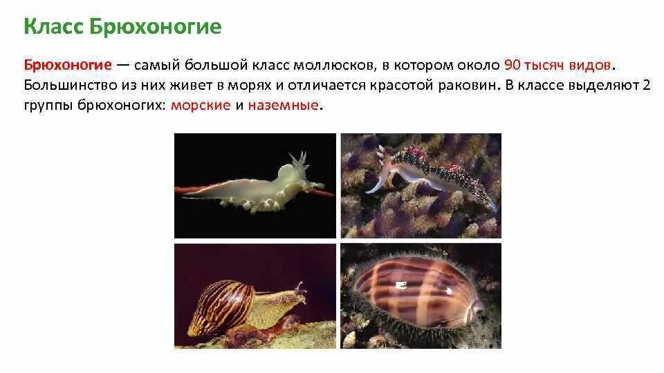 Фильтратор по типу питания. Биофильтраторы и их экологическая роль. Фильтратор по типу питания. Форма тела морских лилий. Животные фильтраторов.