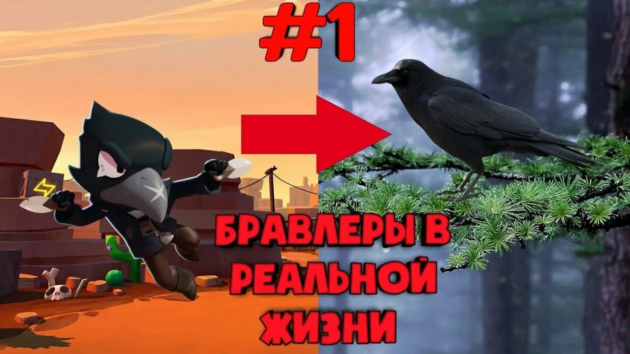 Бравлеры в реальной жизни. Бравлеры. Фенг бравл. Сэнди браво старс. Жизнь бравлера.