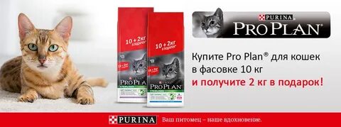 Pro plan 10