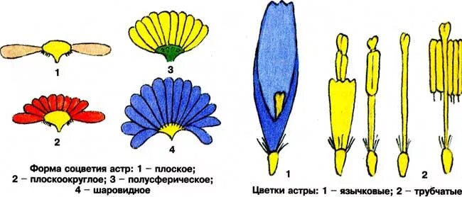 Трубчатый тип цветка. Строение цветков сложноцветных. Строение астровых растений. Соцветие сложноцветных растений астры схема.