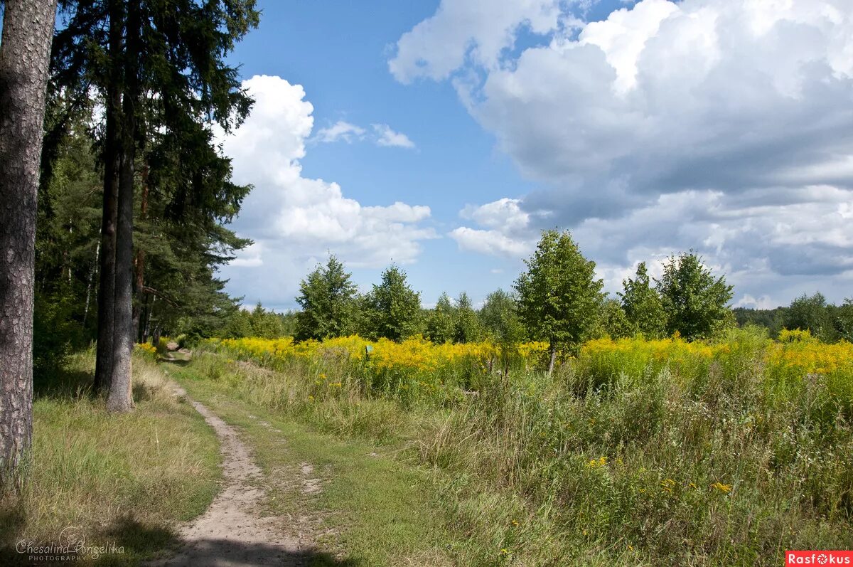лосиный национальный парк. лосиный остров национальный парк королев. лосиный остров королев фото. лосиный остров национальный парк. лосиный остров национальный парк королев.