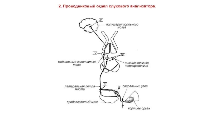 Проводниковый отдел слухового анализатора схема. Проводящие пути слухового анализатора физиология. Проводящий путь слухового анализатора схема. Корковый отдел слуховой сенсорной системы. Проводящий путь органа слуха