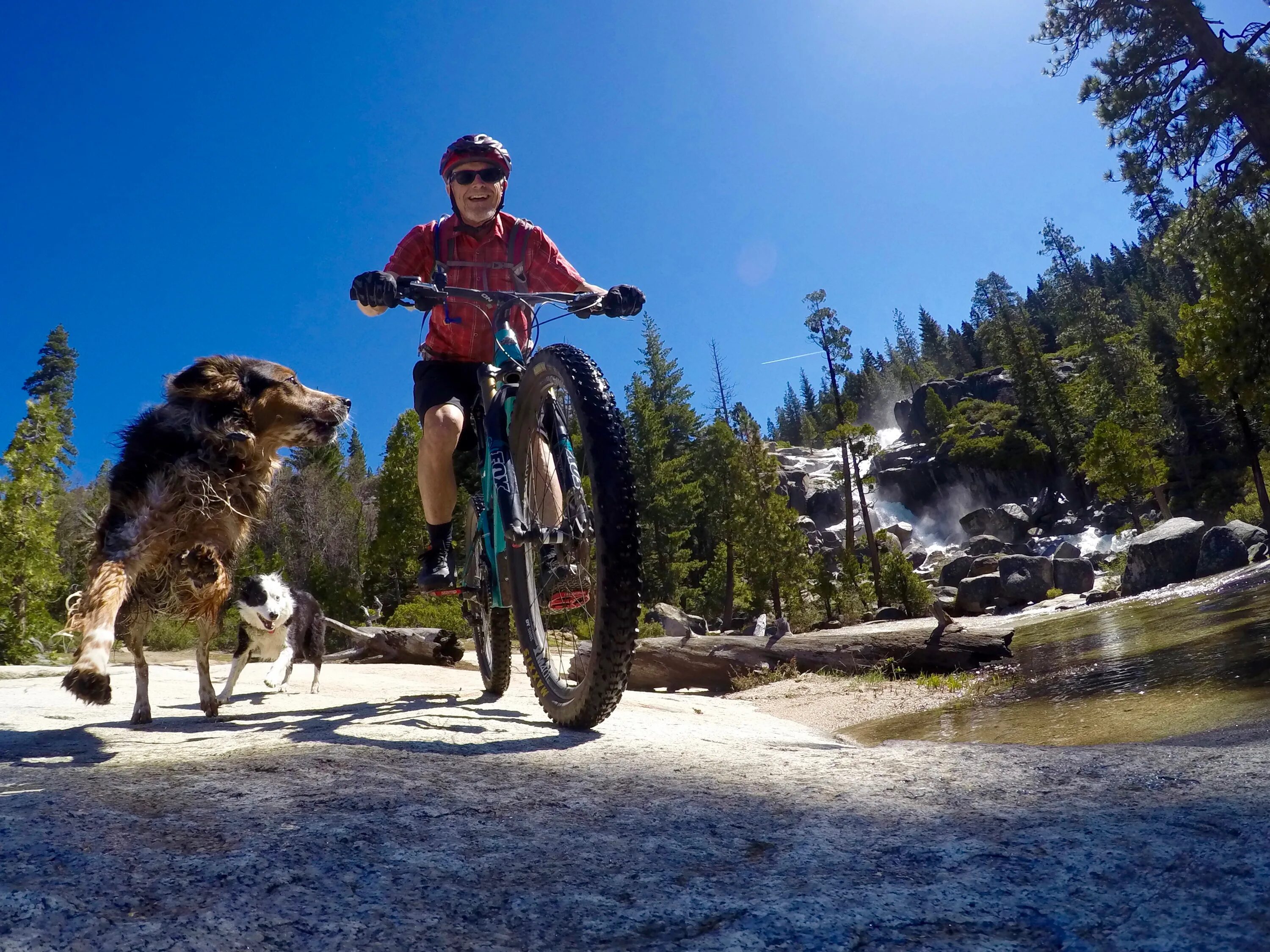 Cycling animals. Велосипед Энимал Кроссинг. Горные велосипеды трасса. Сумасшедший велосипедист. Животные на велосипеде.