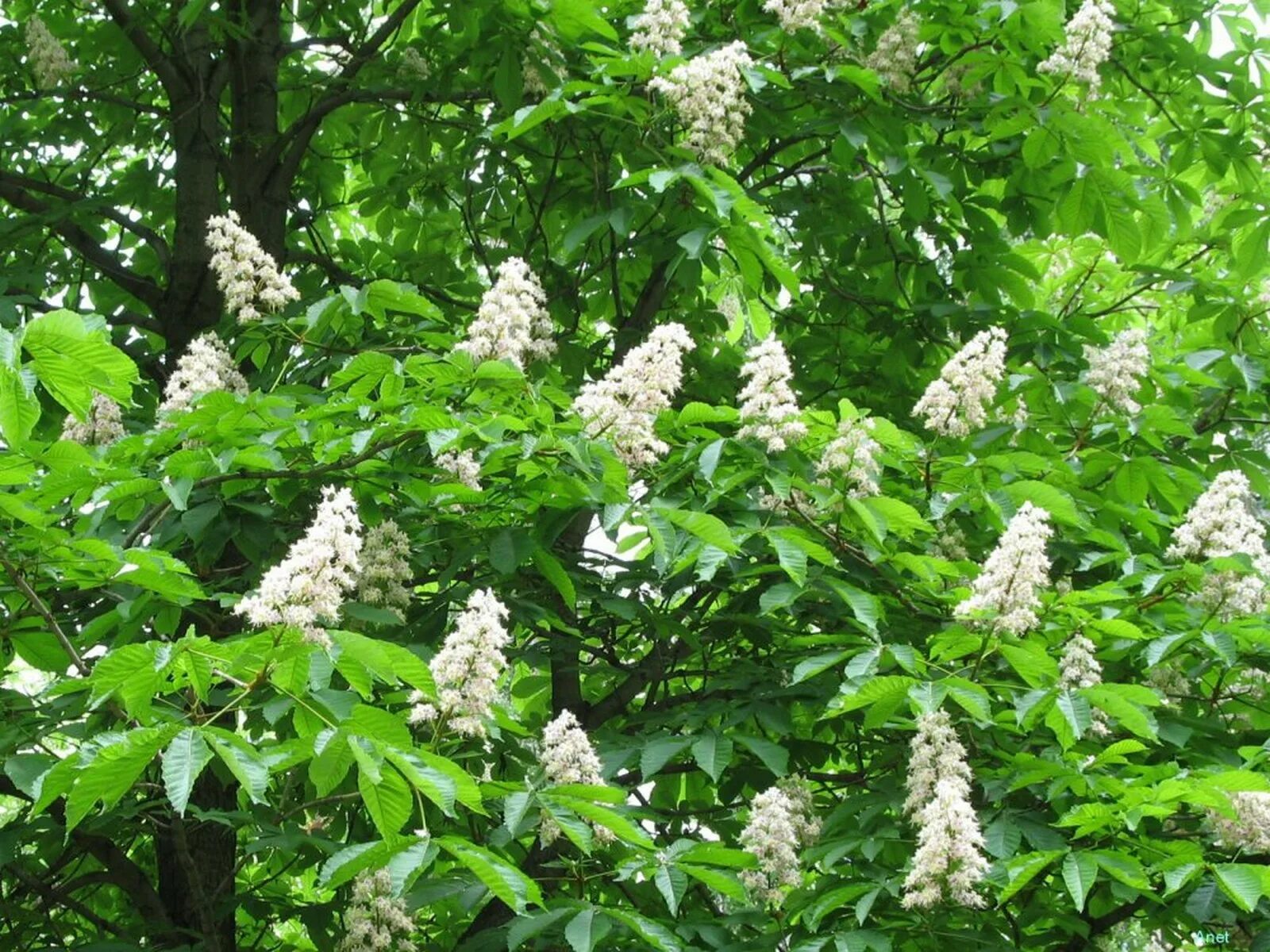 Каштан орех съедобный. Каштан конский (aesculus). Съедобные кашнаны кткожуре. Не шелестите каштаны. Каштан еда.