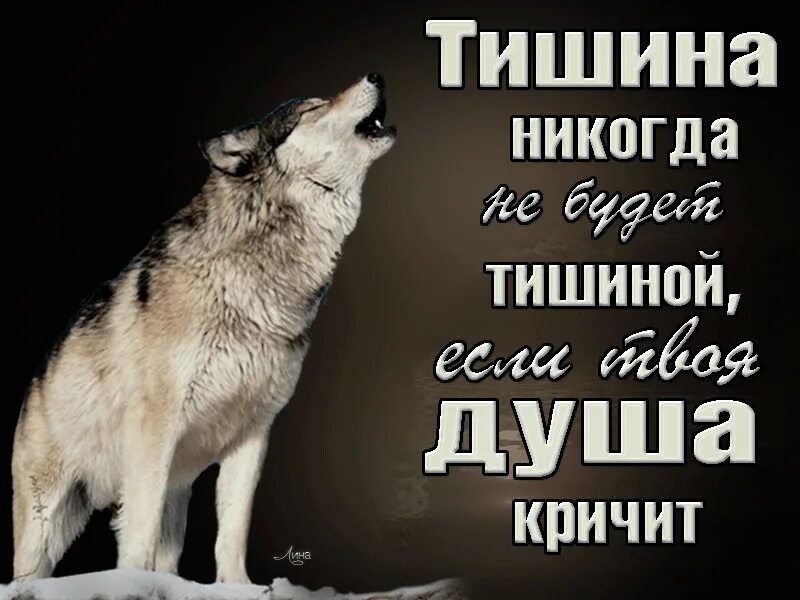 Воет днем человек. Душа волка. Статусы с волками жить по Волчьи выть. Волком выть хочется. Волк кричит.