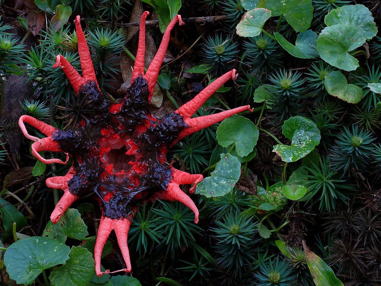 Ужасный цвет. Гриб морской анемон (морская звезда). Асерое Рубра. Необычные растения.