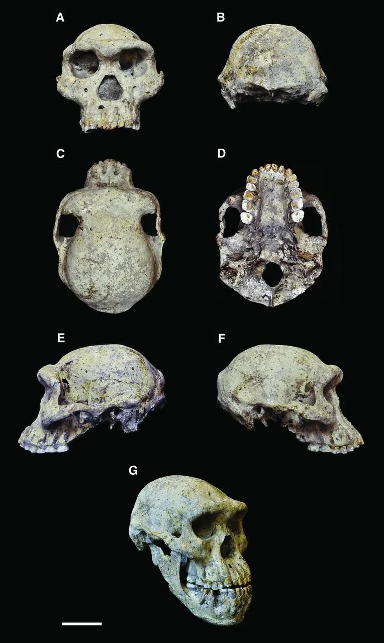 Череп гоминида из Дманиси. Череп 5 лет