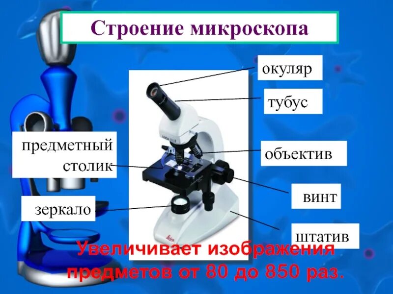 Цифровой микроскоп строение с подписями и названиями. Строение окуляра микроскопа. Строение микроскопа винты. Строение штатива микроскопа. Цифровой микроскоп qx7 строение.