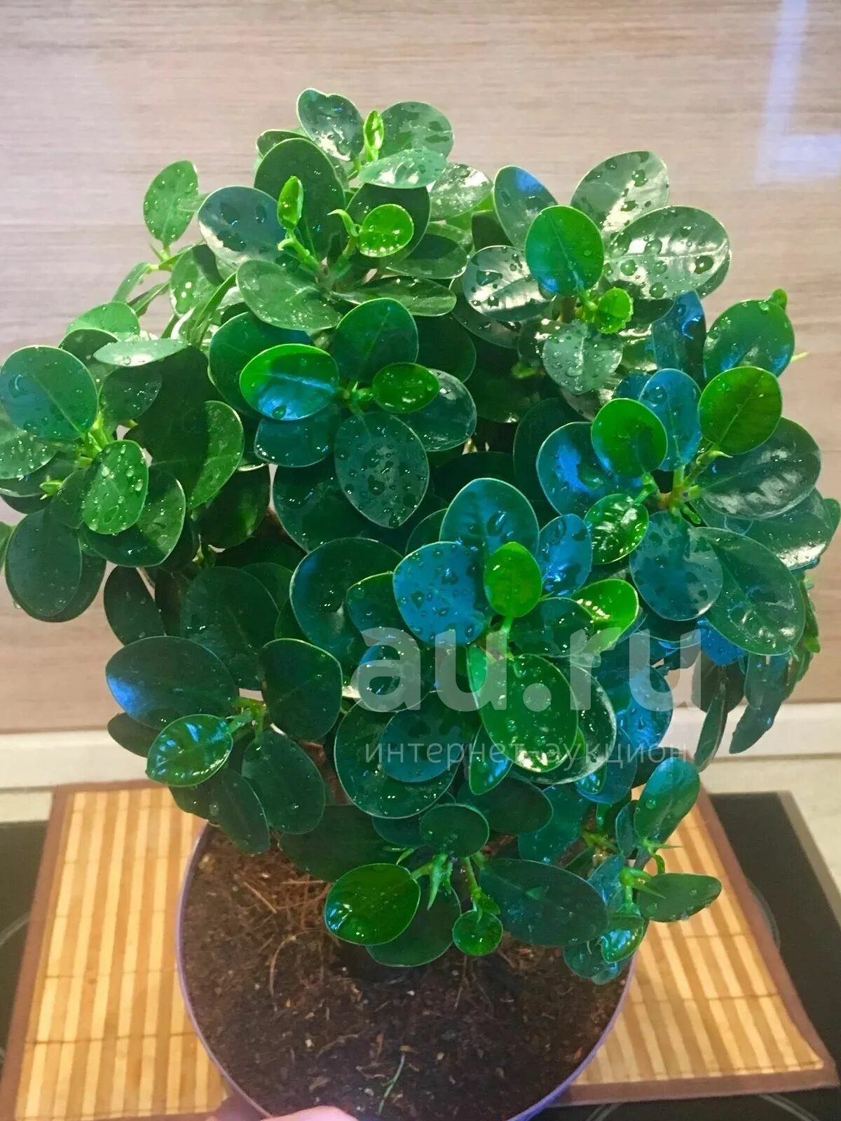 Фикус трилистник. Фикус формоза. Кротон eburneum. Фикус диверсифолия гибридная. Фикус грин дрим.