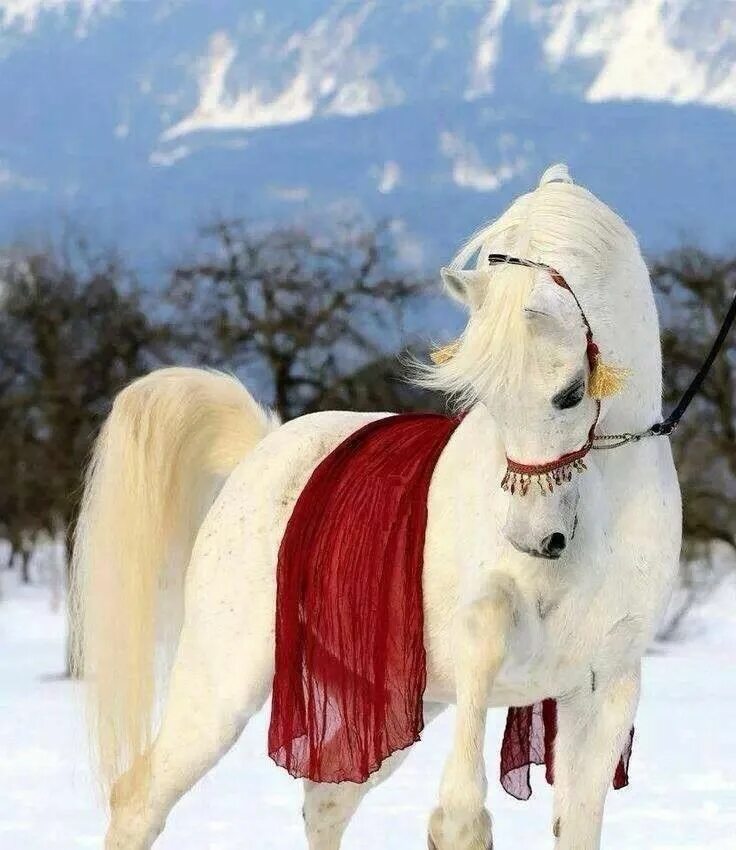 Белоснежные лошадки. Красивые лошади. Белая лошадь. Красивый конь. Наряженная лошадь.