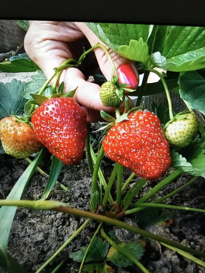 Где можно купить саженцы клубники