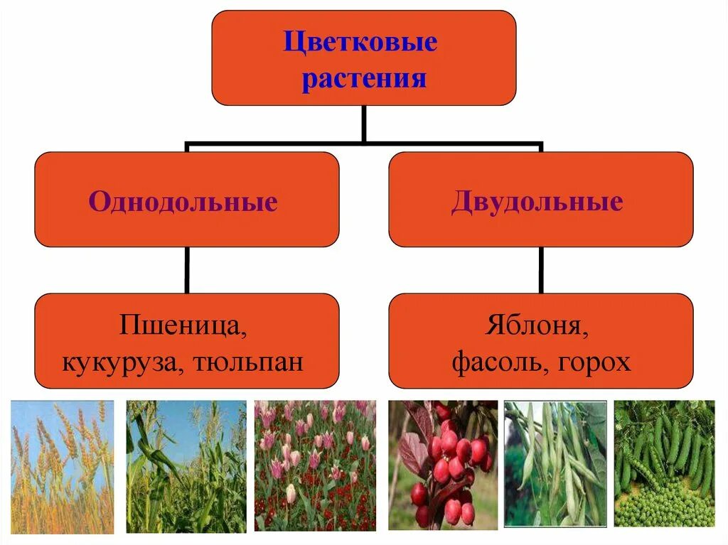 Пшеница это однодольное или двудольное