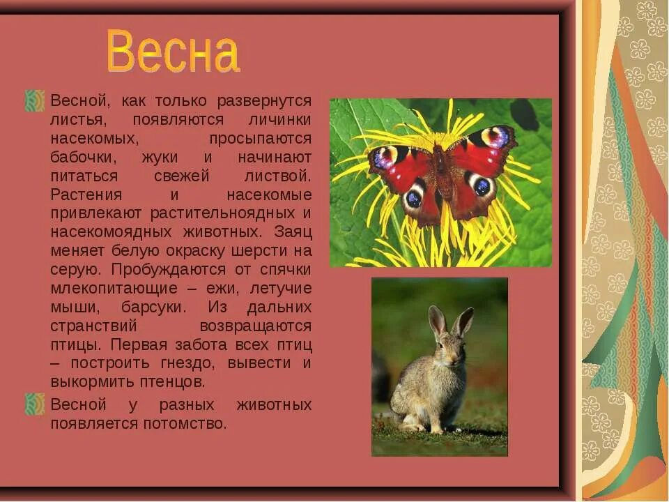 Какие изменения происходят весной в жизни зверей. Рассказ о жизни животных весной. Животные весной сообщение 2 класс. Животные весной рассказ. Сообщение о животных весной.