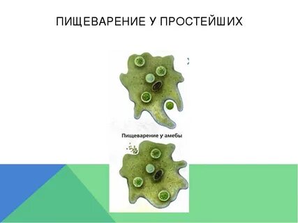 Пищеварительная система простейших