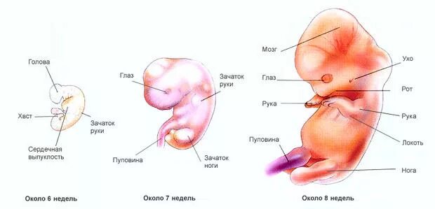 В течении 6 8 недель. Механизм формирования плода. Периоды формирования органов у эмбриона. Эмбриональный и фетальный периоды. Формирование органов у зародыша.