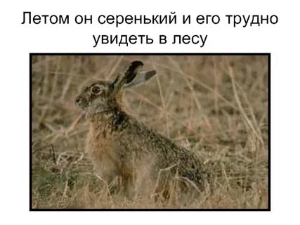 Увидел зайца