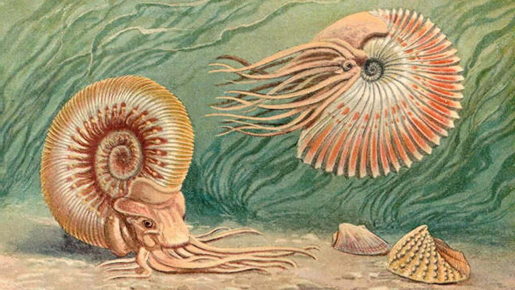 Первые головоногие. Наутилус Аммонит белемнит. Головоногие моллюски палеозойской эры. Аммониты головоногие Эра. Брюхоногие моллюски Силур.