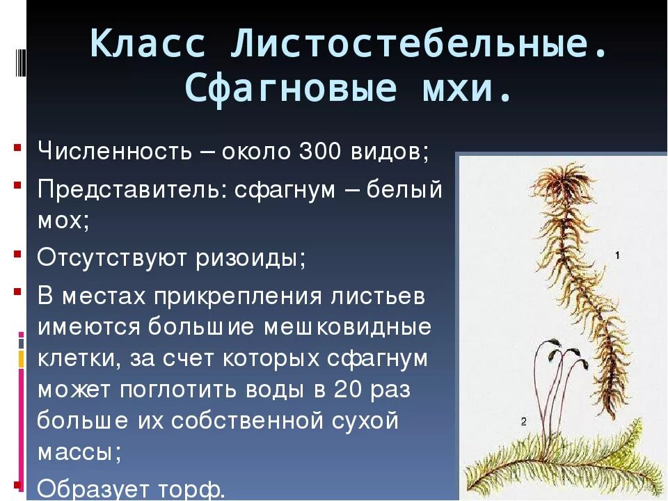 Почему мхам нужна вода. Таксоны сфагнума. Листостебельные мхи сфагнум. Листостебельные мхи и печеночные мхи. Листостебельные мхи характеристика.