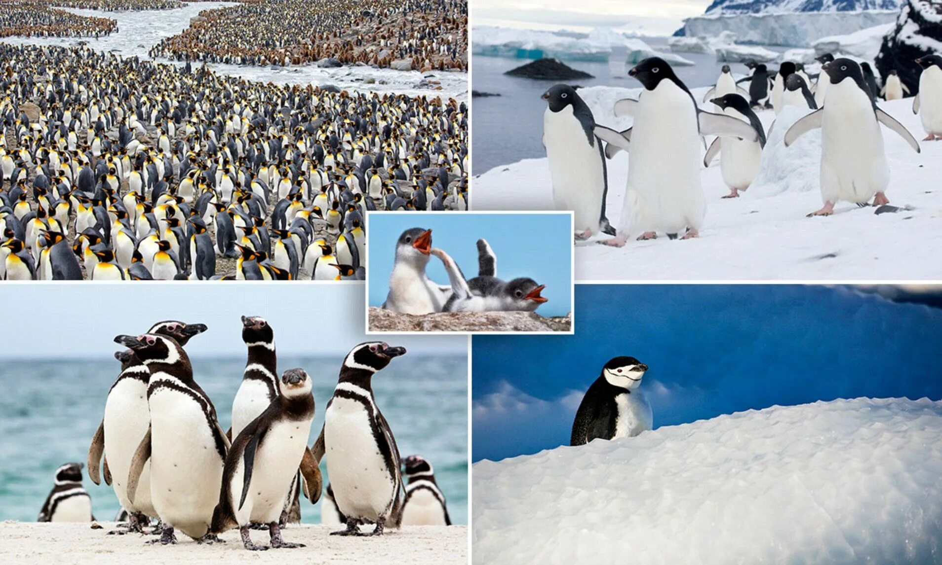 Пингвины живут на южном. Пингвины Южный полюс. Пингвины на Северном полюсе. Животные Антарктиды. Пингвины живут на Южном полюсе.