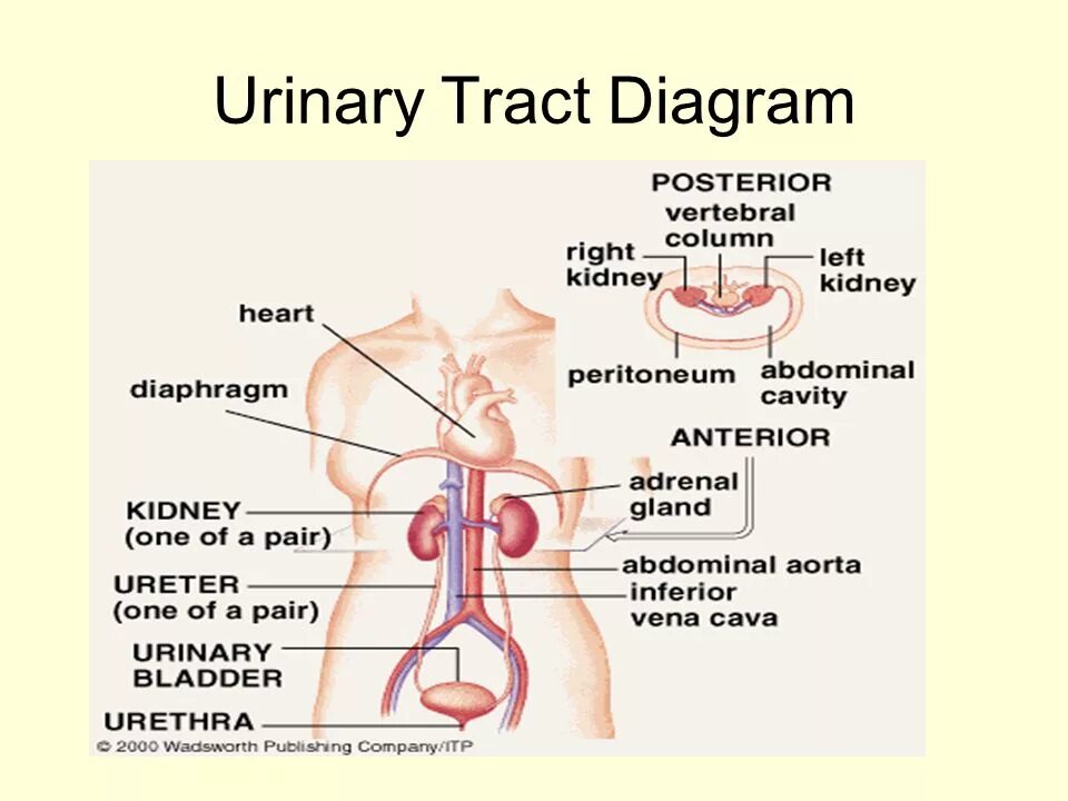 Urinary system. Urinary tract. Urinary tract System. Urinary System diagram.