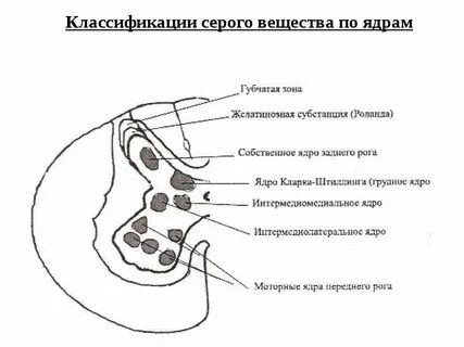 Типы серого вещества