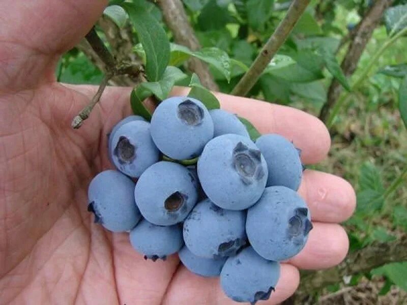 Vaccinium uliginosum - голубика обыкновенная. Голубика высокорослая херберт. Голубика садовая сорт герберт. Лохина фото. Голубика свитхарт.