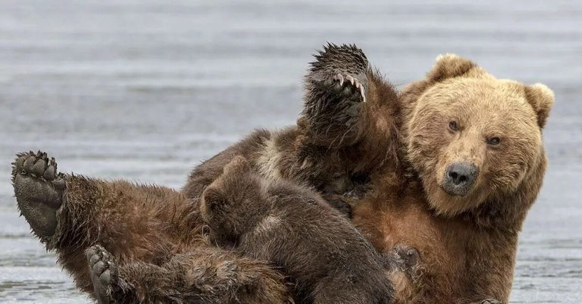 Северная америка медведь гризли. Тяньшанский бурый медведь. Бурый медведь против черного медведя. Живая природа ввс смотреть онлайн бесплатно в хорошем качестве. Bear is here.