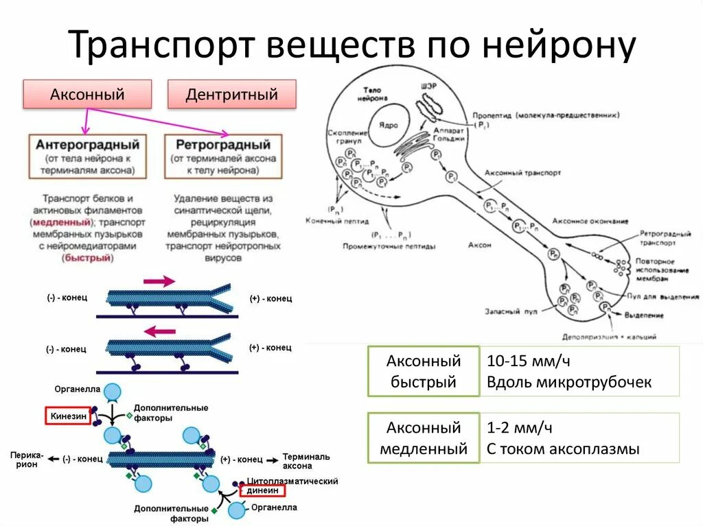 Какие вещества участвуют в транспорте веществ