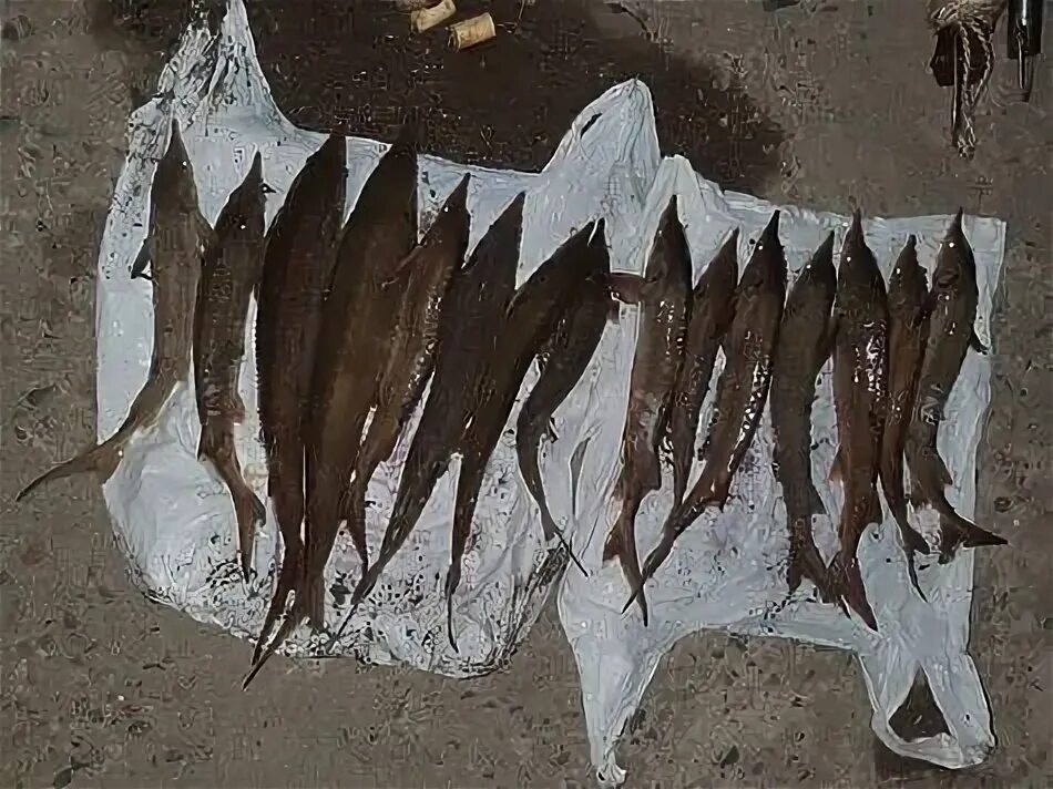 На что ловить стерлядь на иртыше Где и как поймать стерлядь Рыбалка Лучший отдых Дзен