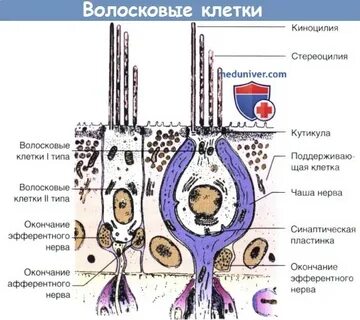 Рецепторы волосковые клетки