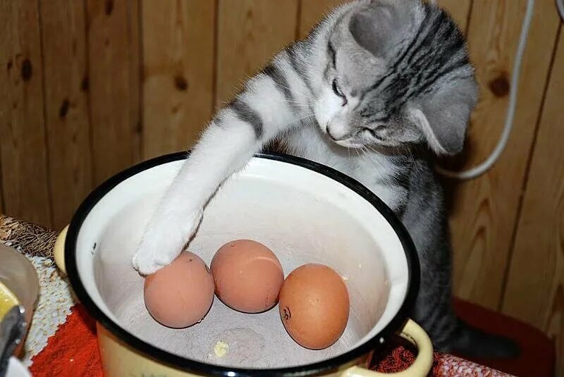 Можно котам вареные яйца. Кот ест яйца вареные. Кот ест яичницу. Коты с яйцами. Кошачьи яички.