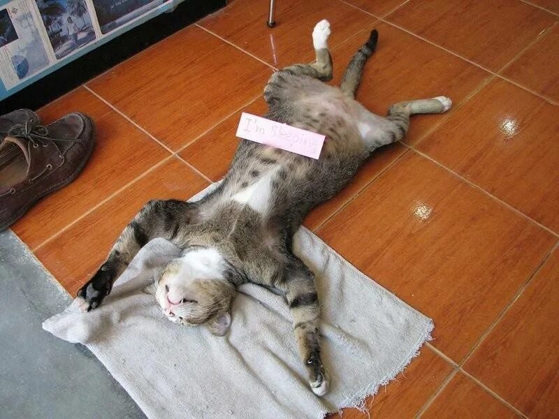 Кот валяется. Котик распластался. Лежачий кот. Кошка лежит на спине. Почему нравится лежать