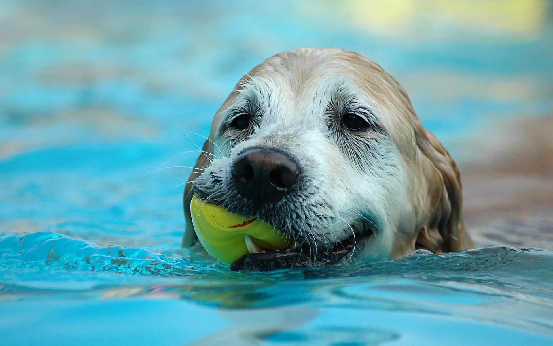 Учи рыбу плавать а собаку лаять. Лабрадор ретривер плавание. Собака плавает. Плавающие животные. Щенок плывет.
