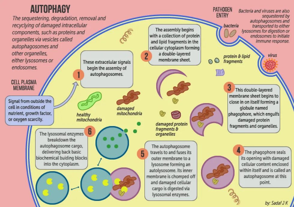 Аутофагия это простыми словами. Аутофагия. Процесс аутофагии схема. Аутофагия что это такое простыми словами. Аутофагия клетки.